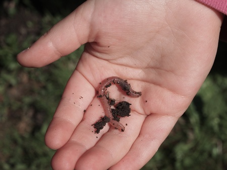 Earthworm in a childÂ´s hand