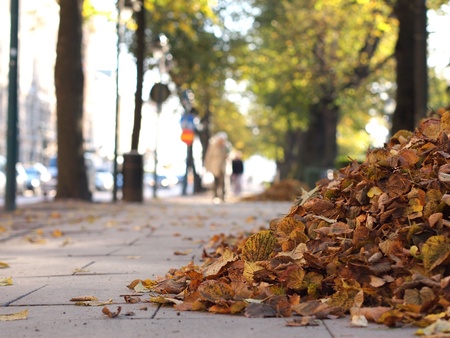 Autumn Leaves  in the Cityの写真素材