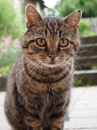 Catの写真素材
