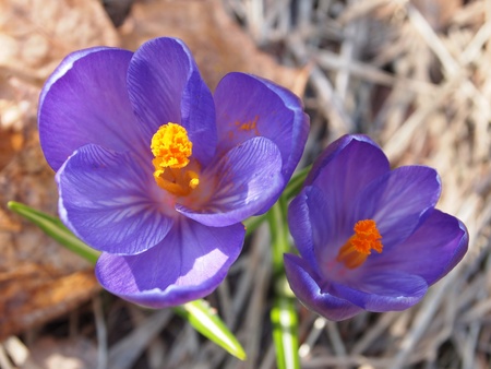 crocus の写真素材