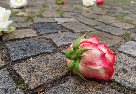 Roseの写真素材