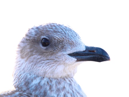 Head of a Seagullの写真素材