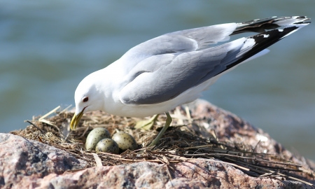 Seagull nestingの写真素材