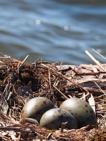 Seagull Eggsの写真素材