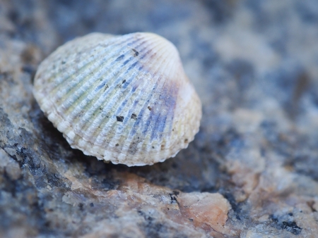 Seashell