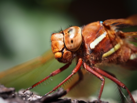 Dragonflyの写真素材
