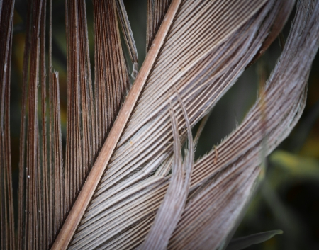 Featherの写真素材