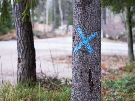 Marked Tree for Loggingの写真素材