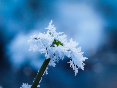 Ice on a plantの写真素材