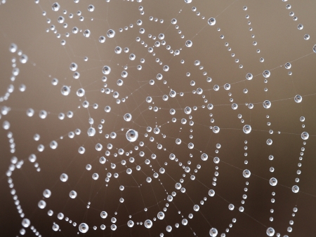 Spiderweb in autumn with waterdrops