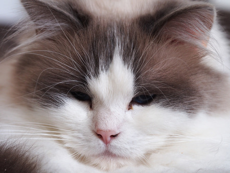 Portrait Of A Long Haired Cat With Blue Eyes Royalty Free Images