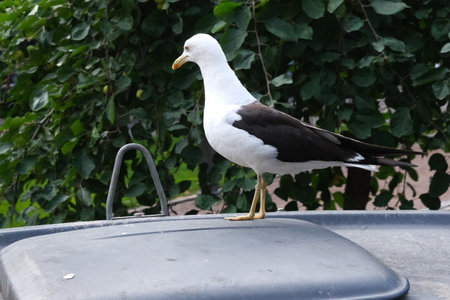 Seagull standing on a trash canの写真素材