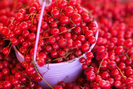 Red currants in a bucketの写真素材