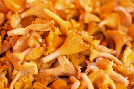 A pile of fresh yellow chanterellesの写真素材