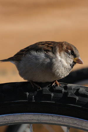 Sparrow on a bicycle tireの写真素材