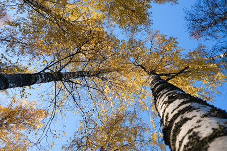 Birch trees in autumn with a blue sky