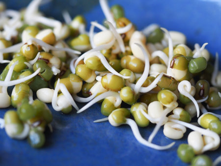 Mung bean sprouts on a blue plateの写真素材