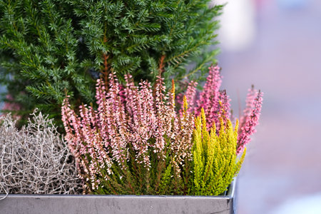 Flowers in a pot outsideの写真素材