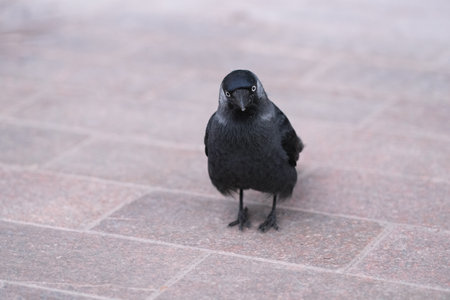 A jackdaw on the groundの写真素材