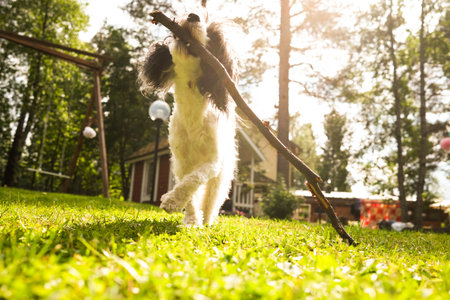 A dog playing with a branchの写真素材