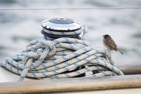 Bird on a pile of ropesの写真素材