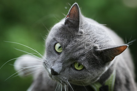 A grey cat with green eyesの写真素材