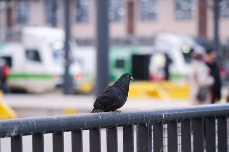 Pigeon on a fence at a railway stationの写真素材