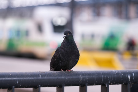 Pigeon on a fence at a railway stationの写真素材