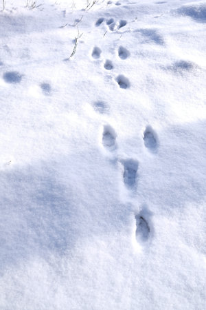 Tracks of a hare in the snowの写真素材