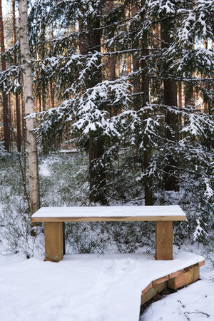 Bench in a forest in winterの写真素材