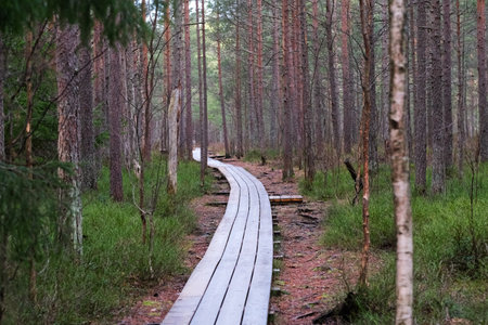 Wooden path in the forest