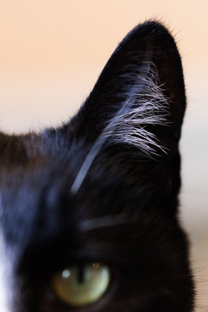 Ear of a black catの写真素材
