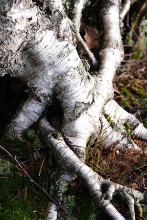 The roots of a birch tree