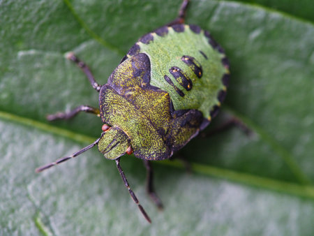 A bug on a leafの写真素材