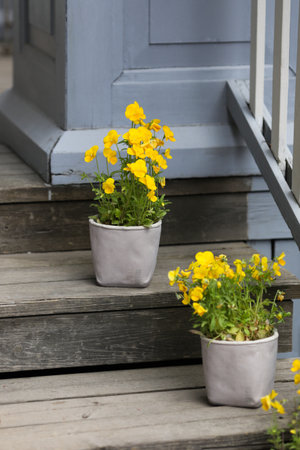Yellow flowers on a stair caseの写真素材