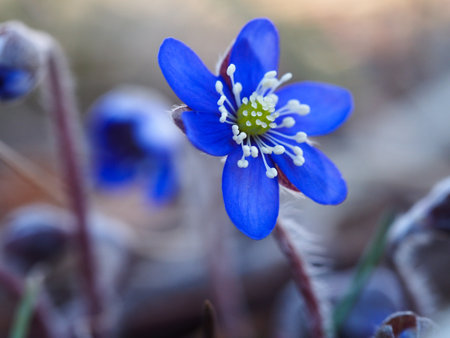 Hepatica nobilis flower in springの写真素材