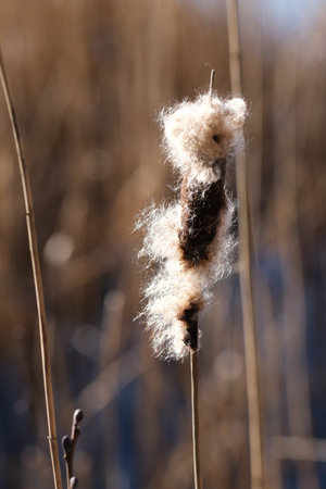 Fluffy cattail outside in springの写真素材