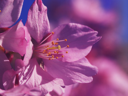 Blooming pink cherry tree blossomの写真素材