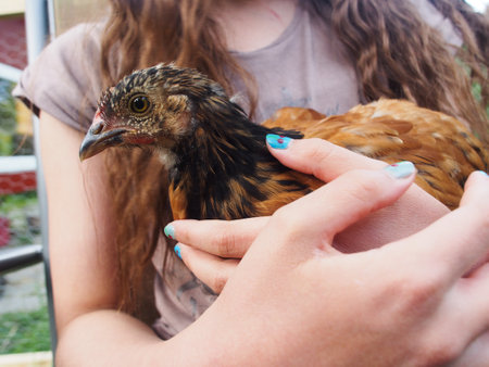 Someone holding a backyard chickenの写真素材