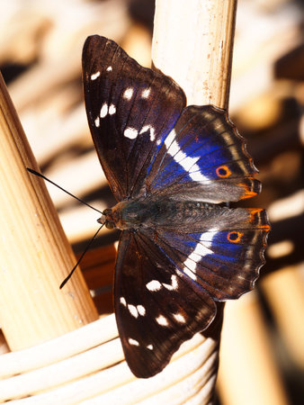 Purple emperor apatura iris butterflyの写真素材