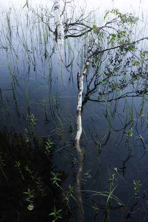 Birch tree in a lake in summerの写真素材