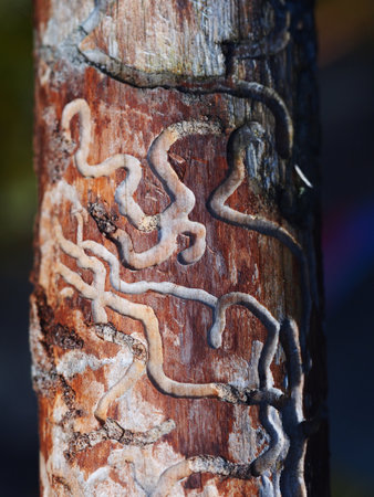 Woodworm infestation on a tree