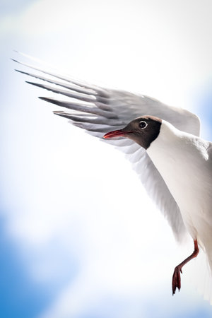 Black headed gull in flight