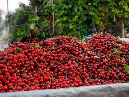 Red ripe fresh sweet cherries on farmers street market stall. Summer food or local market produce concept. close upの写真素材
