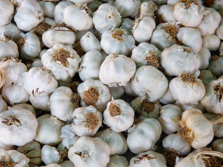 White garlic pile texture. Fresh garlic on market table closeup. Vitamin healthy food spice background. Spicy cooking ingredient picture. Pile of white garlic heads. White garlic head heap top viewの写真素材