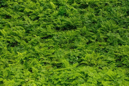 Summer green texture hundreds of ferns. natural floral green fern leaves background on a sunny dayの写真素材