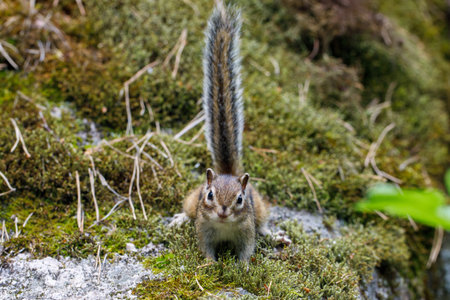 Cute siberian chipmunk with raised tail say hello and asked for treat in forest at Terrenkur Old mill health trail along Belokurikha mountain river in summer. Resort Belokurikha. Altay kray, Russiaの写真素材