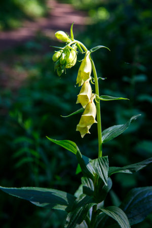 Big-flowered yellow thimble foxglove Digitalis grandiflora plant grows in Altay mountains forest poisoned herb. Verticalの写真素材
