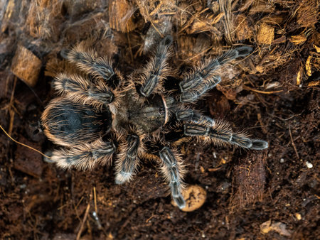 Female tarantula. Honduran Curly Hair. Tlitocatl Albopilosus or Brachypelma albopilosum. Top view, horizontal.の写真素材