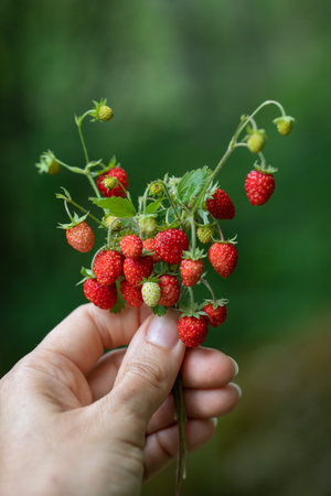 Woman's hand holding bouquet of fragrant red berries wild strawberries Fragaria vesca in forest. vertical side viewの写真素材